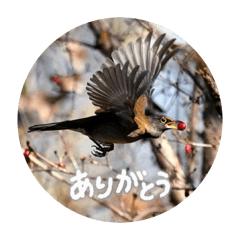 mitsuo_20260110082526