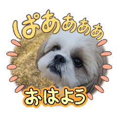 rapico_20260112081309