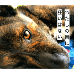 hamSHOGUN_20260111111232