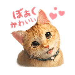 osaki_20260111133426