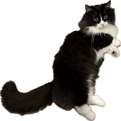 可用於敬語的 八字貓費加羅