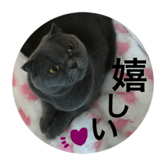 nyan_s