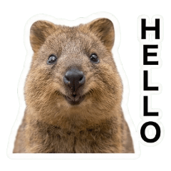 Happy Smile! Quokka