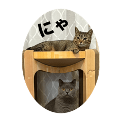 momotan_20260112135612