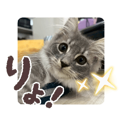 akari_20260112140233