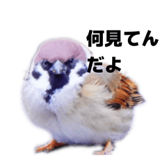 Zaurus_20260112091729