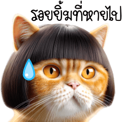 นำโชค ❤️ แมวส้มตัวป่วน ❤️