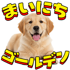 Everyday Golden Retriever !