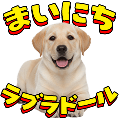 Everyday Labrador Retriever!