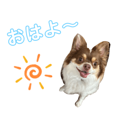 Chihuahua_8kg_cha-bou