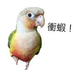 Cute Bird Cute