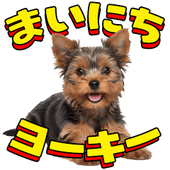 Everyday Yorkshire Terrier!