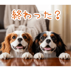 毎日使えるキャバリアの仔犬の日常