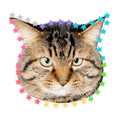 mofumofusherchan