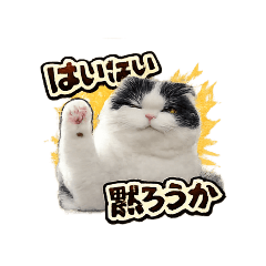 kameya---man_20260110180928