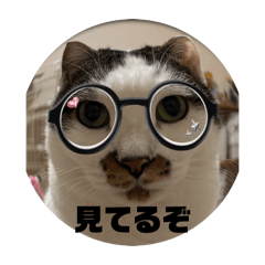 cats_smile_20260112120808