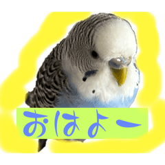 mochi_20260112170945