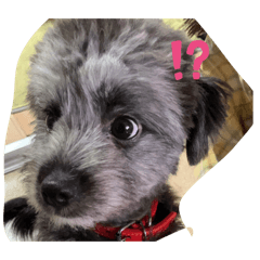 kikyou_20260112170314