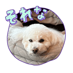 taaaa_20260112192946