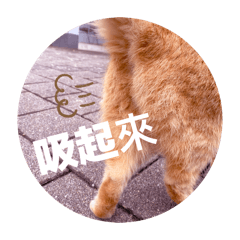 動態街貓：UNO、小新、虎斑、黑嚕嚕