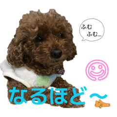 toy poodle, Anzu, 2nd stamp collection