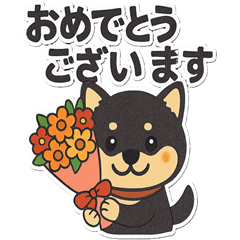 Kohaku the Black Shiba
