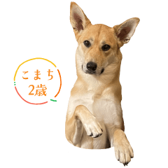 komachi 2yearsold