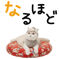 CAT  GOOD  Sticker84