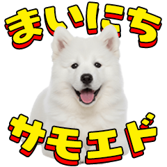 Everyday Samoyed!
