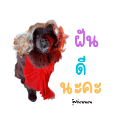 Pangtung_20260112160136