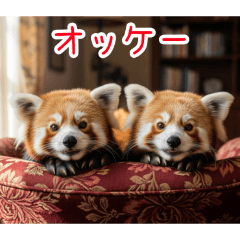 [オッケー専用]レッサーパンダ