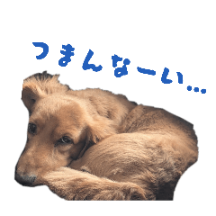 yuipon_20260112204451