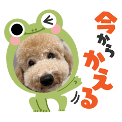 koko_20260112204836