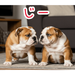 毎日使えるブルドッグの仔犬の日常
