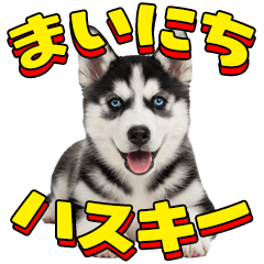 Everyday Siberian Husky!