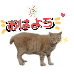 cocoon_20260112210245