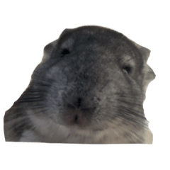 Kiraringo_20260112232112