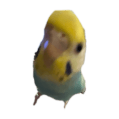 sakura_20260112233730