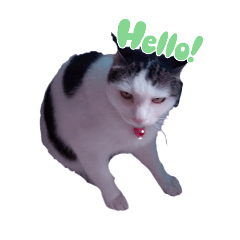 Luv cat Cow_20260113120149