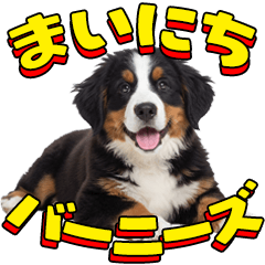 Everyday Bernese Mountain Dog!