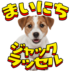 Everyday Jack Russell Terrier