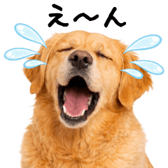 Golden Retriever Mood Collection