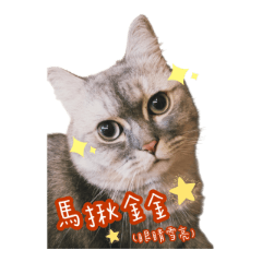 Cat Buddy_Horse Year