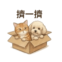 淡定橘貓 x 活潑貴賓