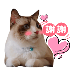 六寶生活日常