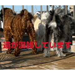 Sachi_20260113135110