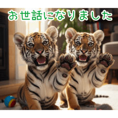 [お世話になりました専用]トラの子