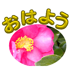 camellia and maiden camellia stamps
