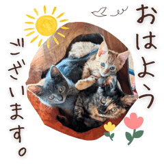 愛しの猫たちスタンプ２