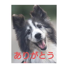 sakura_20260113163017